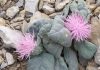 Dos joyas botánicas que enriquecen el Parque Natural de Sierra Mágina