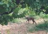 El censo provisional de Iberlince constata el nacimiento, hasta la fecha, en estado salvaje de 72 cachorros de lince ibérico en Andalucía