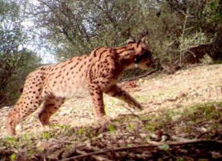 Hallado un Lince Ibéerico atropellado en Vilches