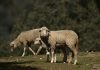 Pago de 32 millones de euros de ayudas para la agricultura y la ganadería ecológicas