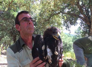 Trabajadores del Plan Gestión Integral de Sierra Morena recuperan un águila real desnutrida