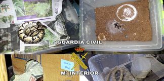 La Guardia Civil desarticula un punto de venta de droga en Torreperogil y se encuentran a varias serpientes, perros peligrosos y tarántulas