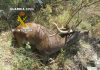 La Guardia Civil investiga a tres personas, como presuntas autoras de un delito relativo a la Protección de Flora y Fauna