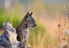 Andalucía acoge el 75% de los casi 600 linces ibéricos de la Península