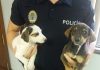 Abandono de dos cachorros metidos en un saco