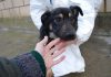 Más de 250.000 mascotas hay registradas en la provincia de Jaén