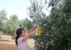 La Denominación de Origen “Sierra de Segura” se prepara para la lucha contra Plaga de la mosca del olivo campaña 18/19