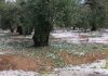 Asaja confirma que cerca de 5.000 hectáreas de la provincia han sido afectadas por las últimas tormentas de granizo