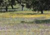Más de 10 millones de euros para la conservación y la mejora de los pastos en los sistemas de dehesas