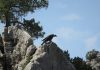 Medio Ambiente coordinará en varios espacios naturales el censo internacional del quebrantahuesos