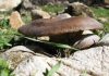 Regulación de la recogida de setas en los terrenos forestales de la provincia jiennense