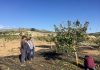Fomento de la plantación de pistacho en la provincia con ayudas que alcanzan los 200.000 euros