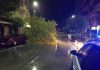 El viento motivó el árbol que cayó en la calle Cabalero Venzalá