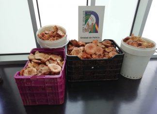La Policía de la Junta decomisa 60 kilos de níscalos y denuncia a tres vecinos de Santa Elena por incumplimiento de la normativa
