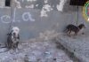 La Policía rescata a dos perros en condiciones higiénicas «lamentables»