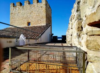 El Ayuntamiento de Lopera impulsa un sistema de control de la población de las palomas