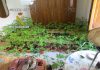 Dos personas detenidas por plantación de marihuana