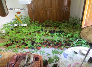 Dos personas detenidas por plantación de marihuana