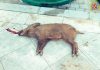 Aparace una cría de jabalí muerto cerca del Bulevar