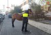 La Policía rescata un caballo que andaba suelto