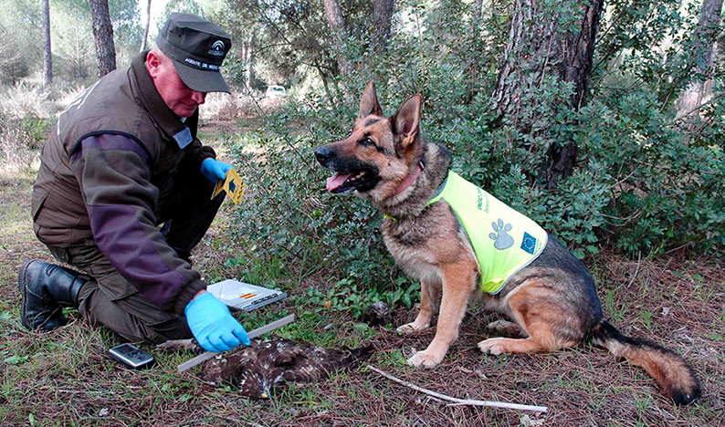 Se prorroga seis meses la licencia de guarda de coto debido al Covid-19
