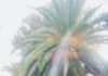 Incendio de una Palmera en el Valle
