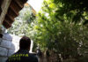 La Guardia Civil desarticula una plantación de marihuana en Santiago de la Espada