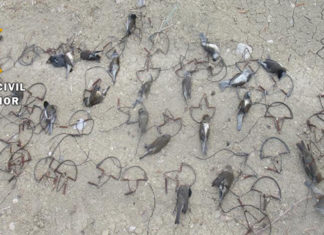 La Guardia Civil investiga a una persona como presunta autora de un delito relativo a la Flora y Fauna