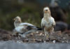 El año 2020 marca nuevos registros en el número de ejemplares y en la gestión de los programas de aves necrófagas en Andalucía