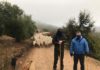 Diputación aborda con los ganaderos trashumantes nuevas líneas de colaboración con el sector