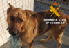 La Guardia Civil investiga a dos personas, como presuntas autoras de un Delito Relativo a la Protección de Animales Domésticos