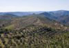 El paisaje del olivar en Andalucía, candidato a Patrimonio Mundial de la Unesco