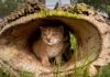 La población de linces ibéricos supera el millar de ejemplares en 2020
