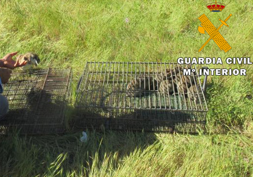Guardia Civil, SUELTA DE CONEJOS