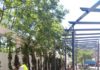 Continúa la plantación de árboles de gran porte para sombra en La Alameda y en el parque de las Cruces