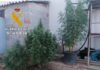 La Guardia Civil de Alcalá la Real investiga a una persona como presunta autora de un Delito de cultivo de marihuana