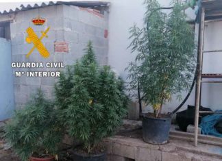 La Guardia Civil de Alcalá la Real investiga a una persona como presunta autora de un Delito de cultivo de marihuana