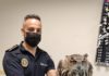 La Policía Local de Jaén recupera un ejemplar de búho real herido en un ala
