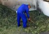 La Diputación colabora en un proyecto de mejora de la sostenibilidad de sistemas de riego por goteo subterráneo