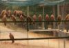 Liberados 21 milanos reales en Jaén para favorecer la recuperación de la especie en Andalucía