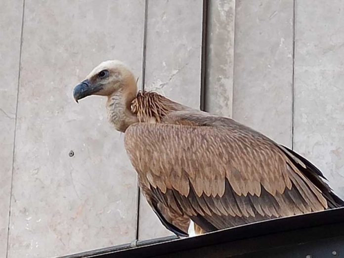 Buitre Leonado en Jaén