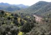 El Plan de Gestión Integral de Sierra Morena permite aprovechar 55.000 toneladas de madera para biomasa