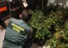 La Guardia Civil detiene a una persona de Bedmar por cultivo de marihuana