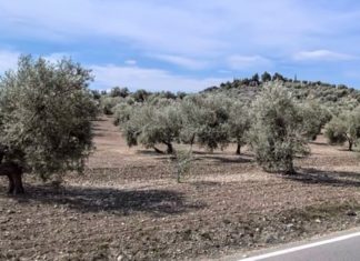 Premiada una agricultora de Alcaudete por el uso de innovaciones tecnológicas para combatir los efectos de la sequía en el olivar