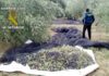 La Guardia Civil investiga a tres personas como presuntas autoras de hurto de aceituna