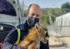 La Policía Local recupera a un zorro que, tras recibir cuidados en el Centro de Protección Animal Municipal ha sido devuelto a su hábitat