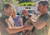 Los pollos de quebrantahuesos Ukrania y Paz se integran en el medio natural de Cazorla