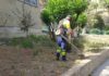 Se continúa con la labores de mantenimiento y mejora de zonas verdes y arbolado