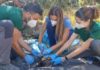 Pasos hacia la recuperación del alimoche dentro del Parque Natural de Cazorla, Segura y Las Villas