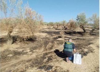 La Guardia Civil ha detenido a un vecino de Alcaudete como presunto autor de diez delitos de incendios en olivares